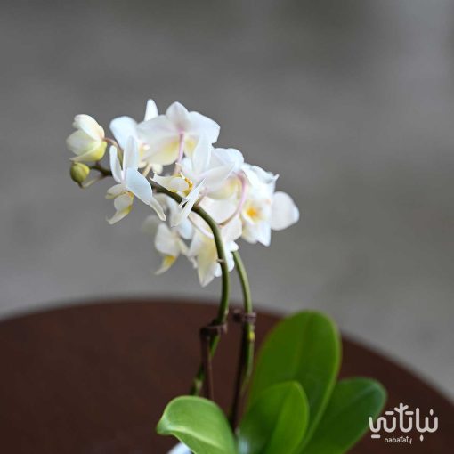 اوركيد ابيض صغير بأصيص سيراميك ابيض