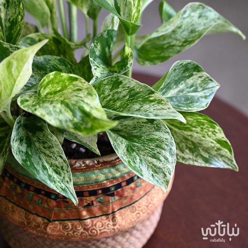 بوتس ماربل كوين في اصيص خوص اسمنتي