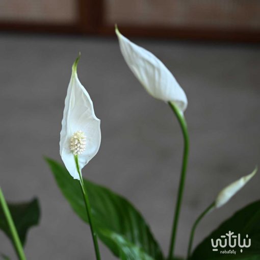 الاشرعة البيضاء كبيرة في اصيص مزخرف