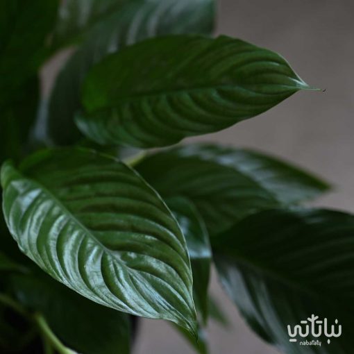 الاشرعة البيضاء كبيرة في اصيص مزخرف