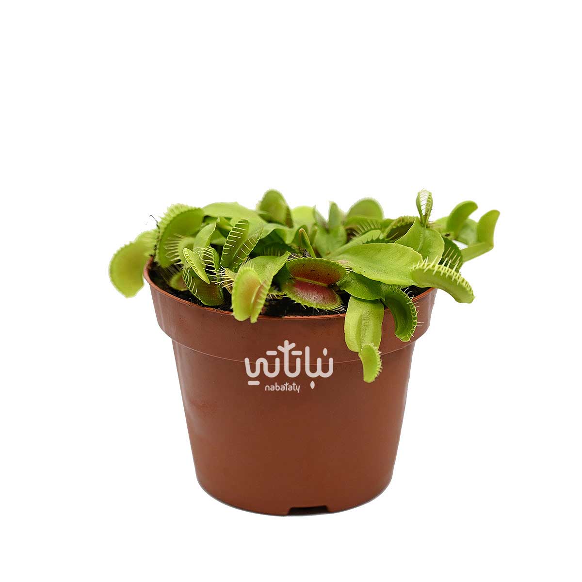 نبتة فينوس صائدة الذباب