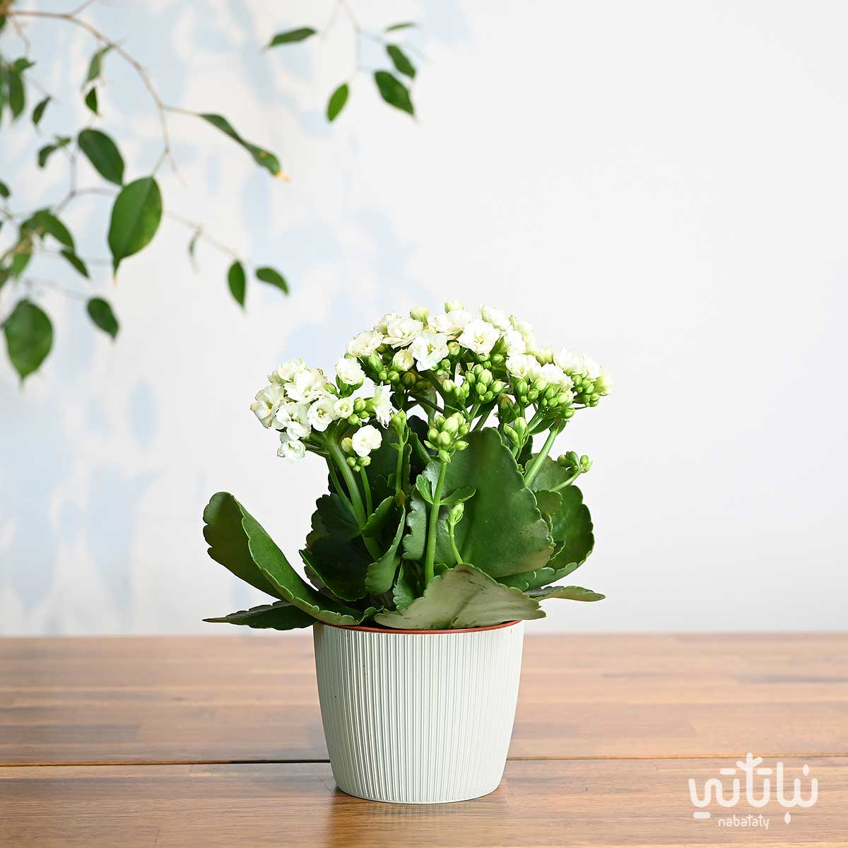 نبتة كلانشو ابيض في اصيص بلاستيك بيج