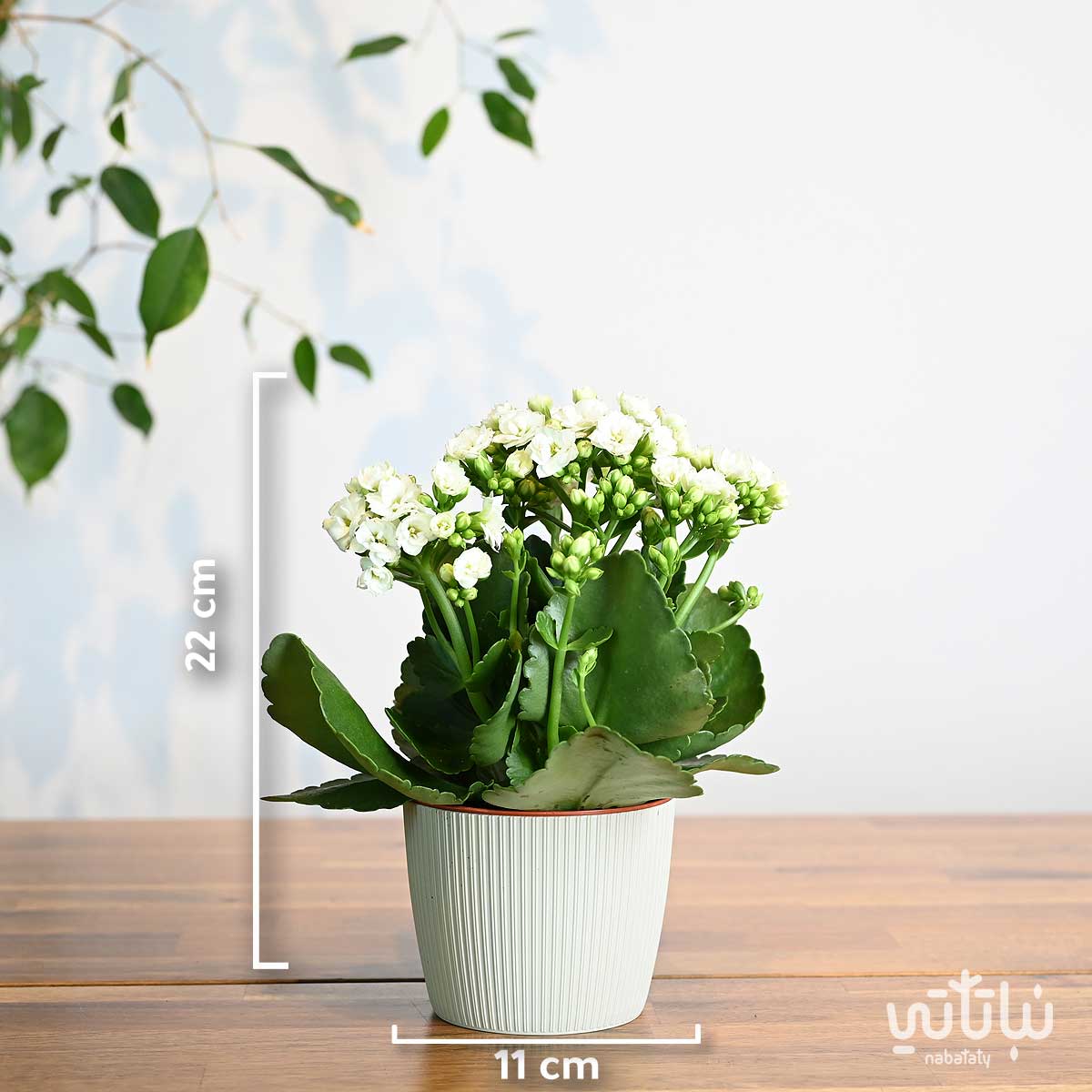 مقاسات النبتة