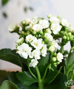 ورد نبتة الكلانشو