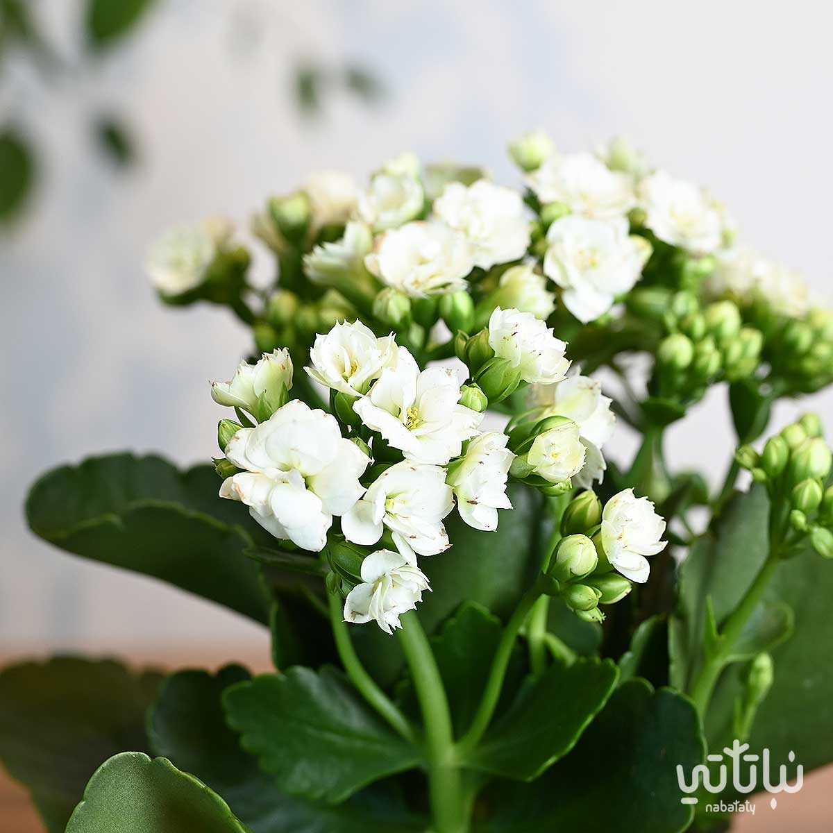 ورد نبتة الكلانشو