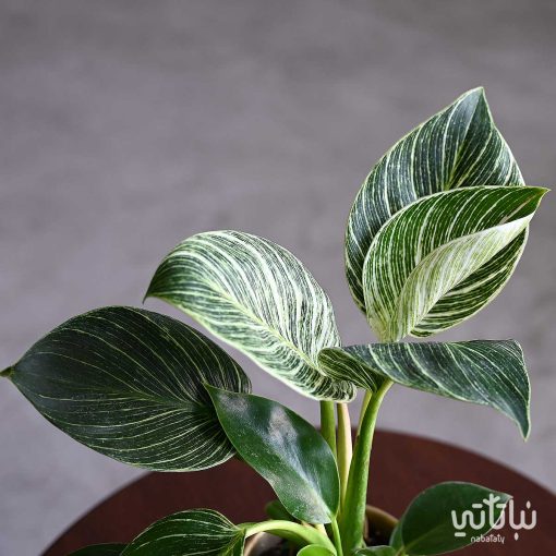فيلوديندرون بيركين في اصيص سيراميك