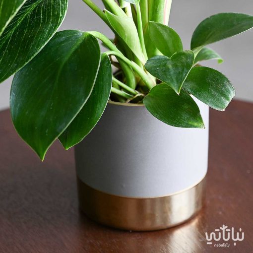 فيلوديندرون بيركين في اصيص سيراميك