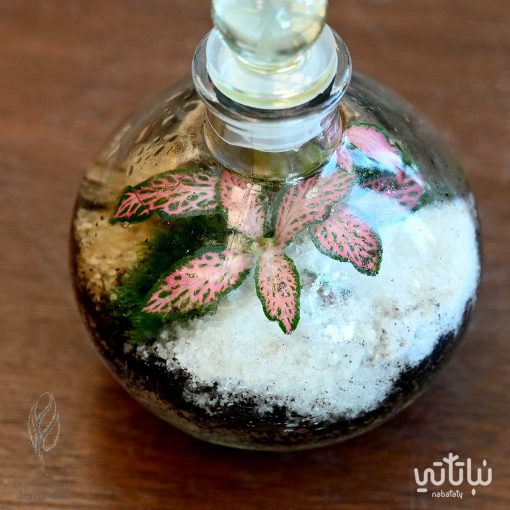 غابة الفيتونيا وردية صغيرة