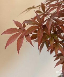 بونساي نبات ايسر في حوض سيراميك بيج