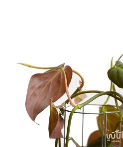 نبتة فيلوديندرون ميكانز متسلقة صغيرة 60 سم