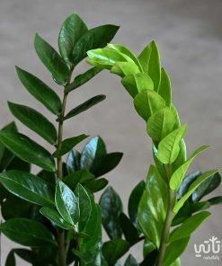 زاميا كبيرة في اصيص خوص اسمنتي