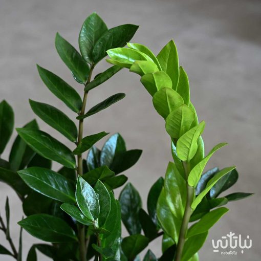 زاميا كبيرة في اصيص خوص اسمنتي