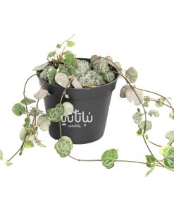 نبتة سلسلة القلوب صغيرة