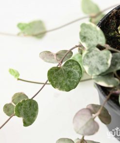 نبتة سلسلة القلوب صغيرة