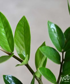 زاميا في اصيص خوص اسمنتي