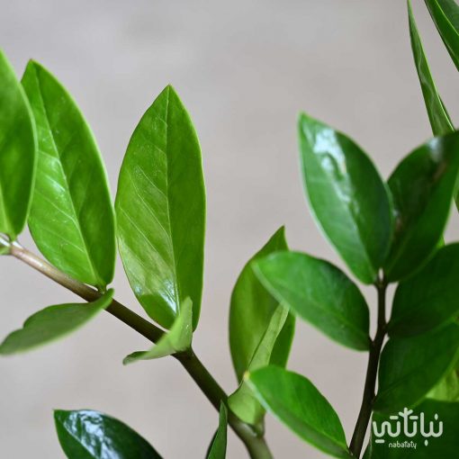 زاميا في اصيص خوص اسمنتي