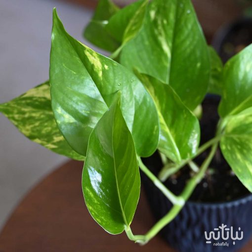 بوتس في اصيص مزخرف اسود