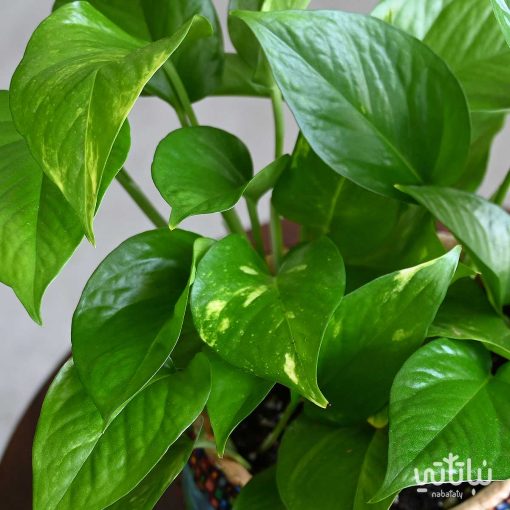بوتس في مركن خوص اسمنتي