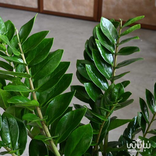 زاميا طويلة السيقان في مركن خوص اسمنتي