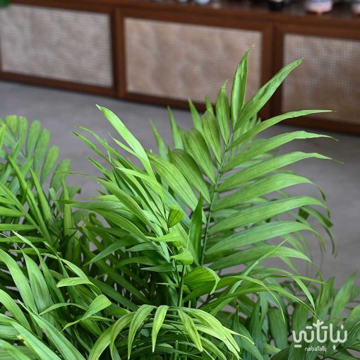 تشامدوريا في اصيص خوص اسمنتي