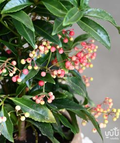 ارديسيا في اصيص خوص اسمنتي