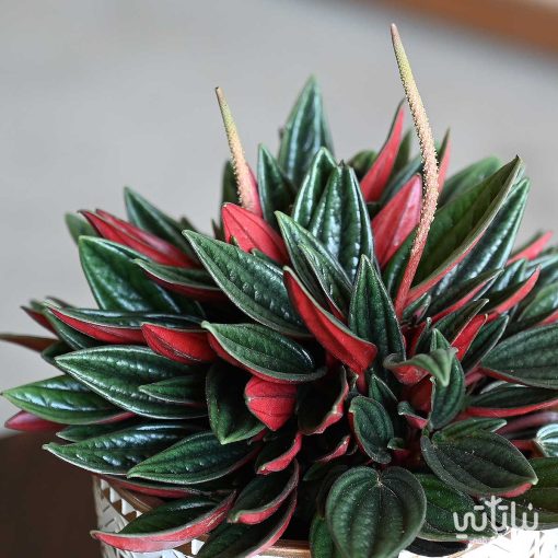 ببروميا روسو حمراء في اصيص فخاري مزخرف
