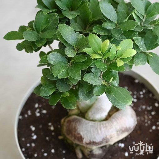 بونساي في اصيص بلاستيك بقاعدة