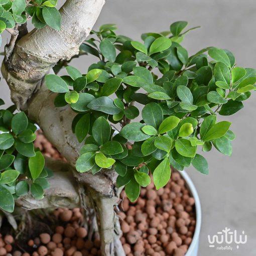بونساي كبيرة 100 سم في مركن ابيض