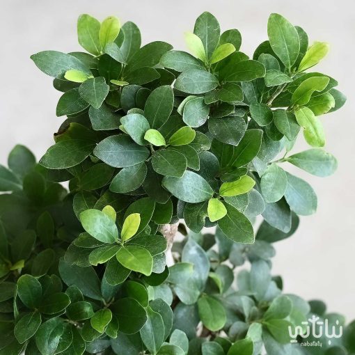 بونساي كبيرة 70 سم في مركن بيج