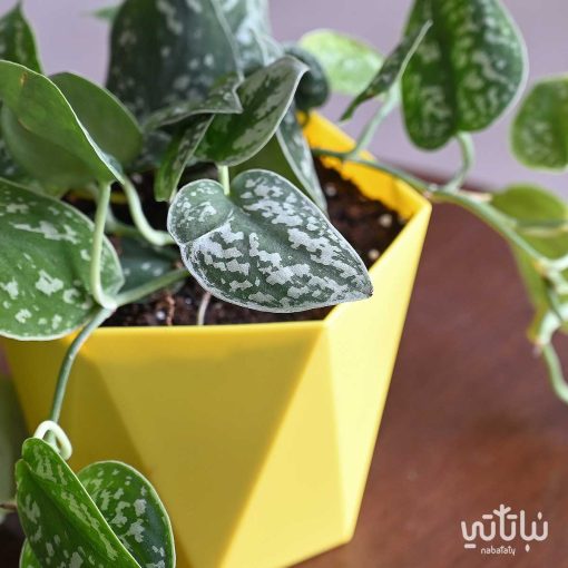 بوتس بيكتوس في اصيص مضلع اصفر قابل للتعليق