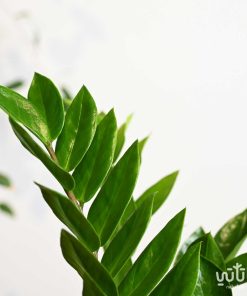 اوراق نبتة الزاميا