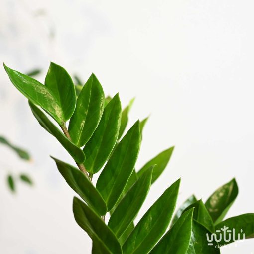 اوراق نبتة الزاميا