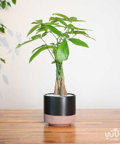 نبتة باشيرا في اصيص سيراميك اسود