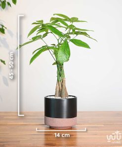 مقاسات نبتة باشيرا في اصيص سيراميك اسود