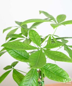 نبتة باشيرا في اصيص سيراميك اسود