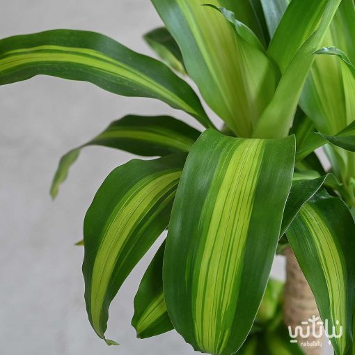 دراسينا ماسنجانا في اصيص سيراميك بيج