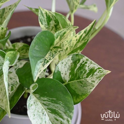 بوتس ماربل كوين في اصيص سيراميك بيج