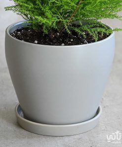 سرو عطري في اصيص سيراميك بيج