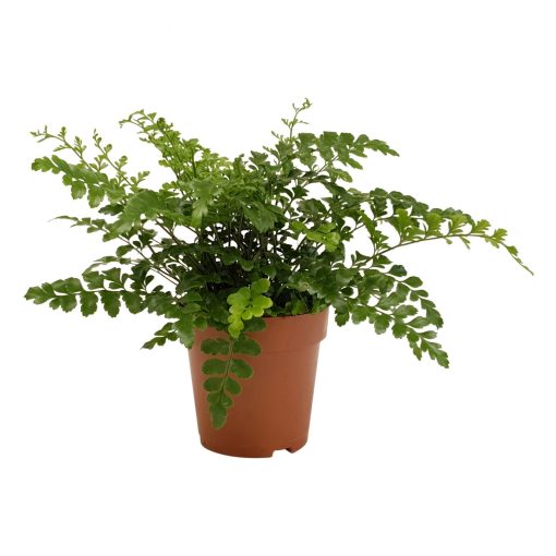 اسبلينيوم بارفاتي