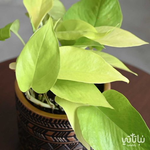 بوتس نيون في اصيص فخاري
