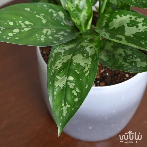 اجلونيما اصيص بلاستيك شفاف