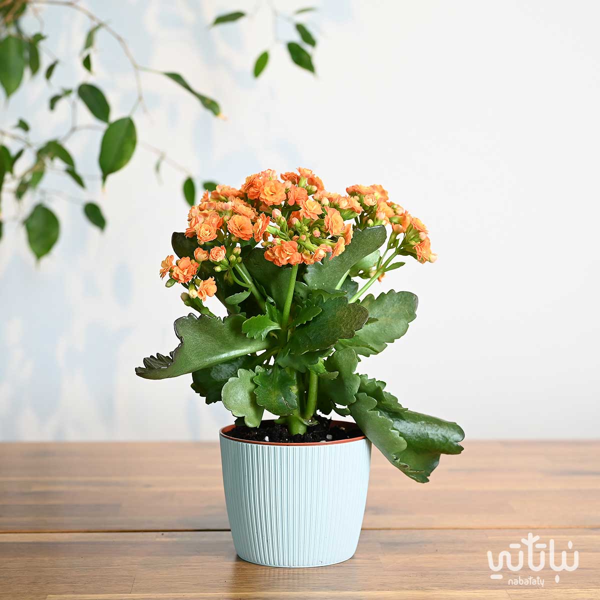نبتة كلانشو برتقالي في اصيص بلاستيك سماوي