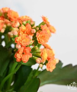 ورد نبتة الكلانشو