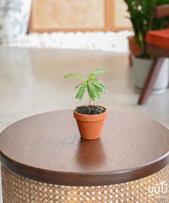 بيوفيتوم-النبتة الخجولة