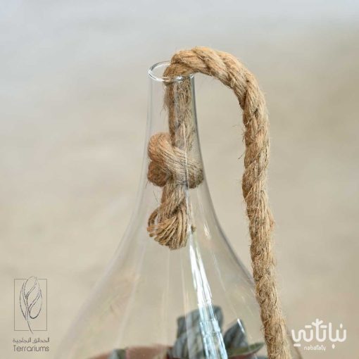 نبتة ببروميا روسو في حديقة زجاجية قابلة للتعليق
