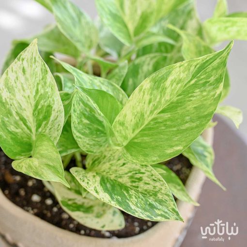 بوتس ماربل كوين في اصيص اسمنتي