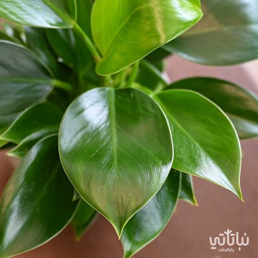 فيلوديندرون الاميرة الخضراء في اصيص سيراميك بيج