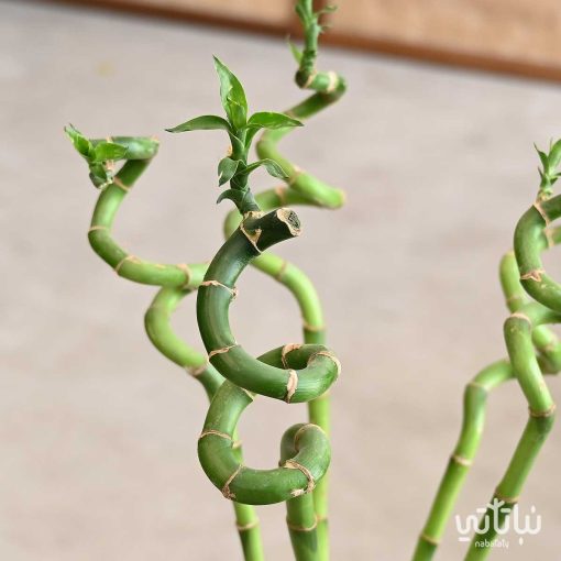 فازة ساق البامبو 60 سم