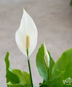 الاشرعة البيضاء كبيرة في اصيص سيراميك اسود