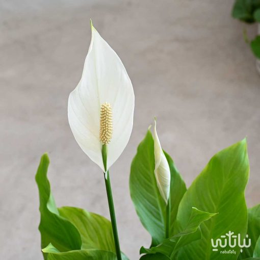 الاشرعة البيضاء كبيرة في اصيص سيراميك اسود